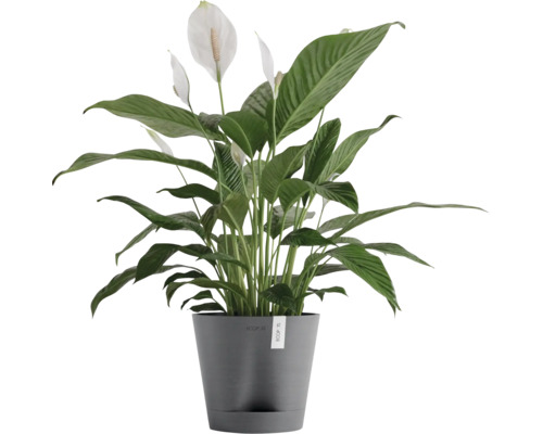 Lopatkovec v květináči s bílými květy a zelenými listy.