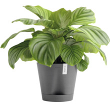 Pokojová rostlina Calathea v květináči