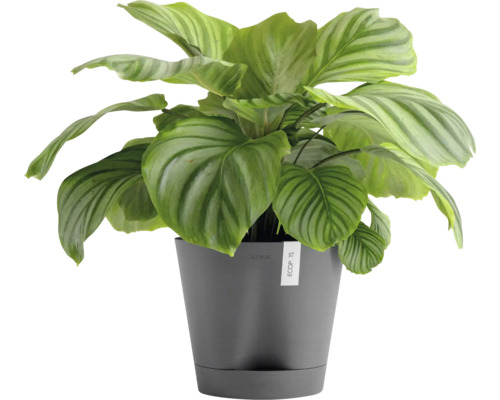 Pokojová rostlina Calathea v květináči