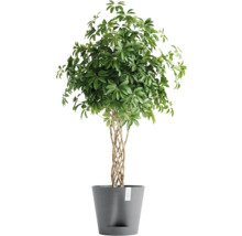Schefflera pokojová rostlina v květináči