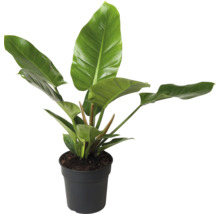 Filodendron FloraSelf Philodendron 'Imperial Green' výška cca 55 cm květináč Ø 19 cm