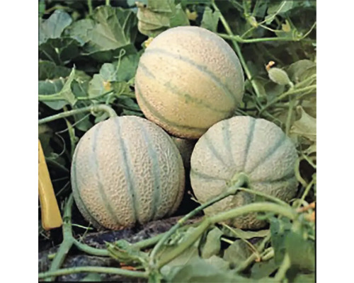 Meloun cukrový Charentais květináč Ø 10,5 cm