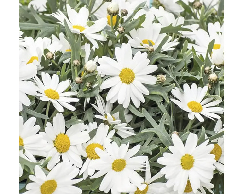 Kopretina pařížská, kopretinovec dřevnatý Argyranthemum frutescens květináč Ø 12 cm