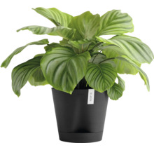 Pokojová rostlina Calathea Orbifolia v květináči