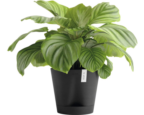 Pokojová rostlina Calathea Orbifolia v květináči