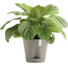 Pokojová rostlina Calathea v květináči