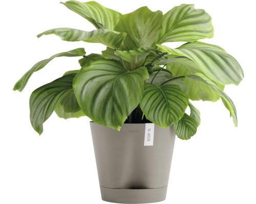 Pokojová rostlina Calathea v květináči