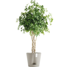 Pokojová rostlina Schefflera Arboricola v květináči