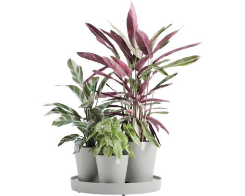 Tři pokojové rostliny v květináčích na podnosu