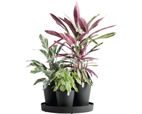 Tři pokojové rostliny v květináčích na podnosu