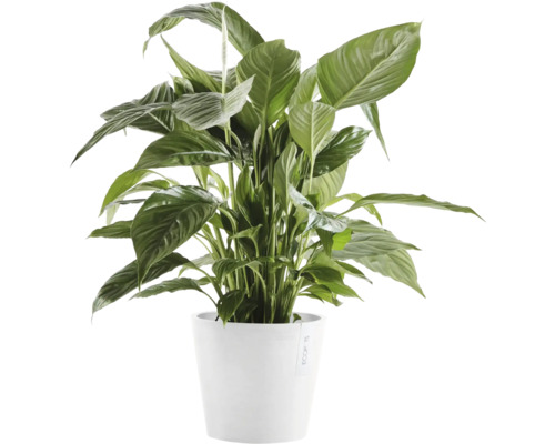 Lopatkovec v květináči