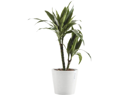 Dracéna v květináči