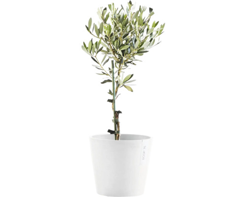 Olivovník v květináči