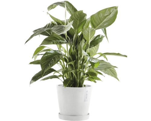 Lopatkovec pokojová rostlina v květináči