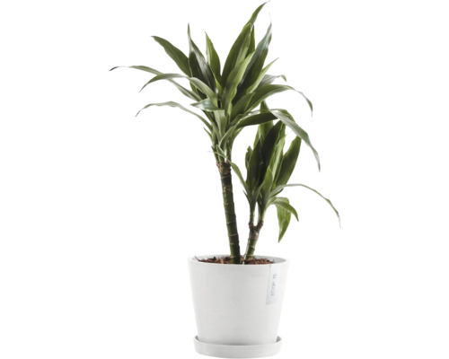 Dracéna pokojová rostlina v květináči