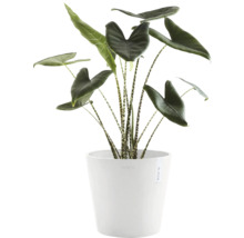 Pokojová rostlina Alocasia Zebrina v květináči