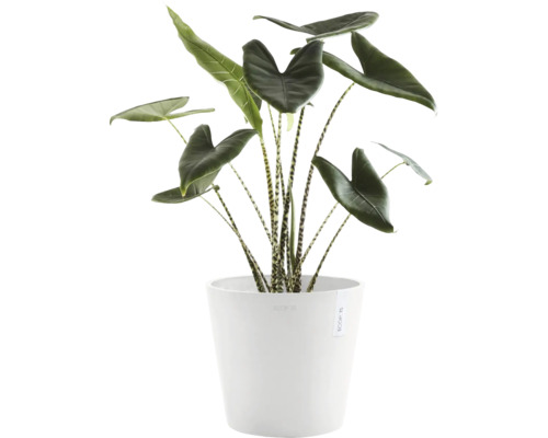 Pokojová rostlina Alocasia Zebrina v květináči