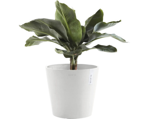 Banánovník v bílém květináči