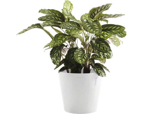 Rostlina v květináči