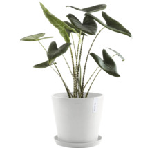 Pokojová rostlina Alocasia Zebrina v květináči