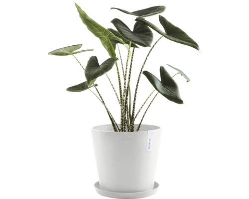 Pokojová rostlina Alocasia Zebrina v květináči