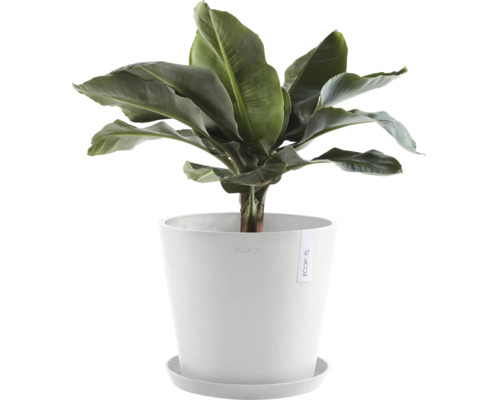 Umělá banánová rostlina v bílém květináči