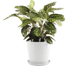 Calathea v květináči pro interiér