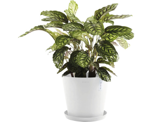 Calathea v květináči pro interiér