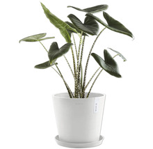 Pokojová rostlina Alocasia zebrina v květináči