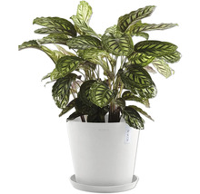 Modlivka Calathea v bílém květináči