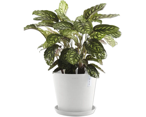 Modlivka Calathea v bílém květináči