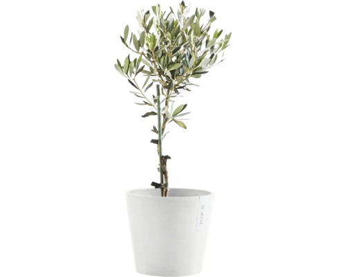 Olivovník v květináči