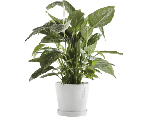 Lopatkovec pokojová rostlina v květináči