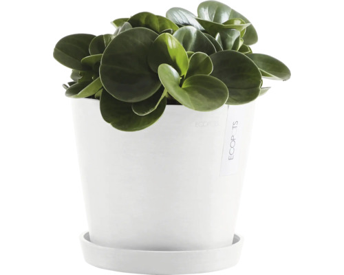 Pepřinec v bílém květináči s podšálkem