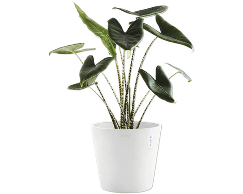 Pokojová rostlina Alocasia Zebrina v bílém květináči