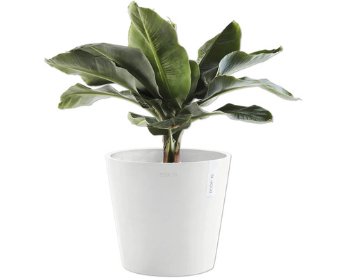 Banánovník v bílém květináči