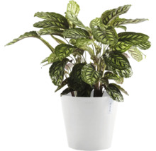 Rostlina Calathea v květináči