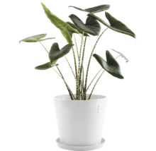 Pokojová rostlina Alocasia zebrina v květináči