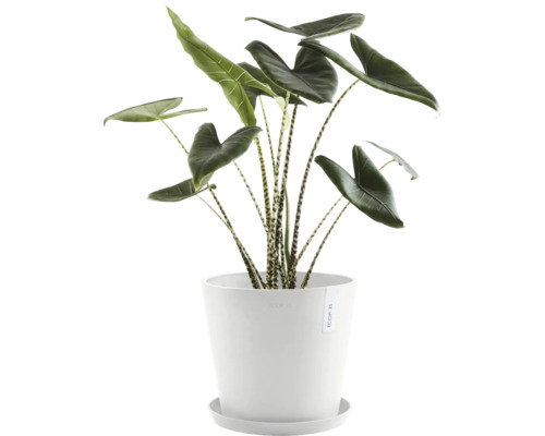 Pokojová rostlina Alocasia zebrina v květináči