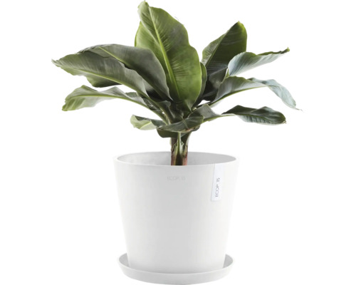 Banánovník v bílém květináči s podšálkem