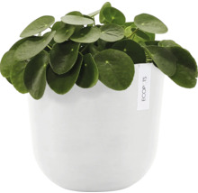 Pilea peperomioides v bílém květináči