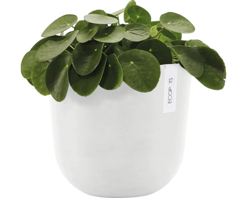 Pilea peperomioides v bílém květináči