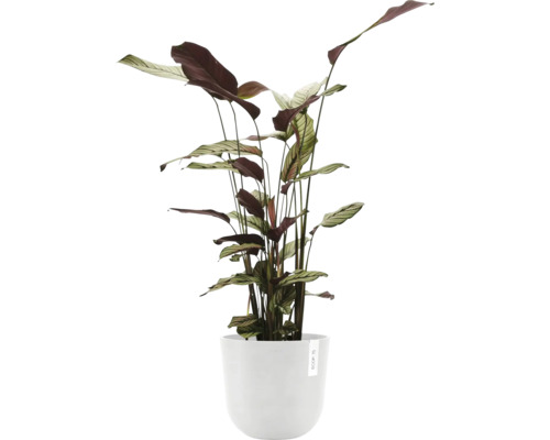 Maranty pokojová rostlina v květináči