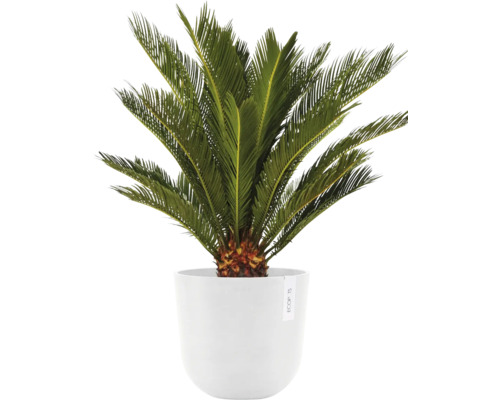 Okrasná rostlina v květináči