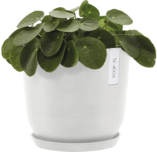Pilea v bílém květináči s podšálkem