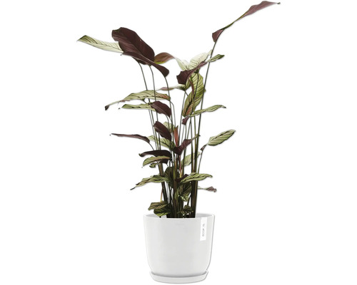 Pokojová rostlina Maranta v květináči