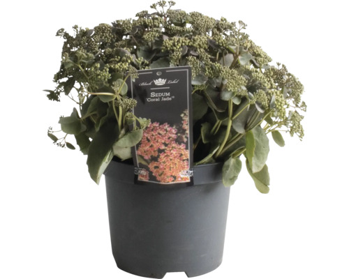 Rozchodník FloraSelf Sedum 'Coral Jade' výška 5-30 cm květináč 3 l
