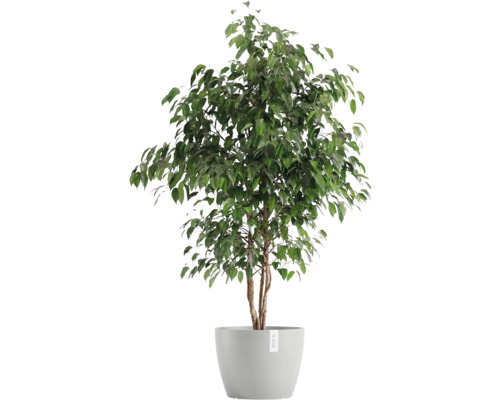 Fíkus malolistý v květináči