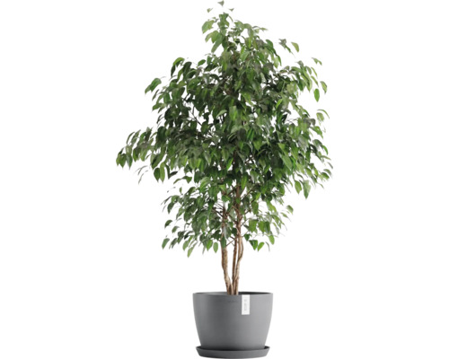 Fíkus Benjamina pokojová rostlina v květináči