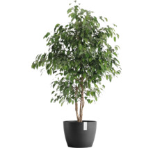 Ficus v květináči